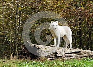 White wolf waitingin the forest