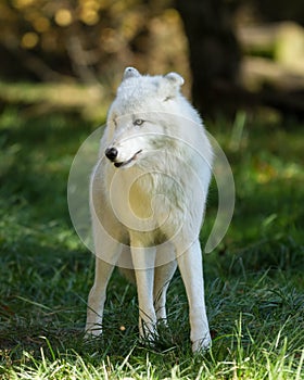 White wolf waitingin the forest