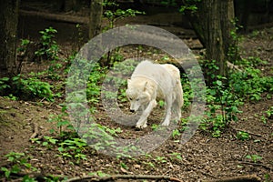 White wolf walking on a ground