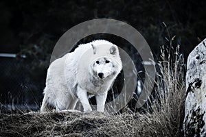 White wolf walking and looking for a prey