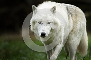 White wolf walking in the meadow