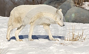 White Wolf Walking In The Snow