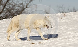 White Wolf Walking In The Snow Up Hill