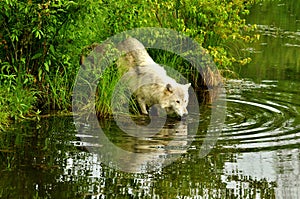 White wolf with water reflection