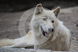 White wolf