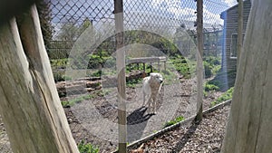 The White Wolf in the Zoo at Wingham Wildlife Park, England, UK