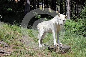 White wolve