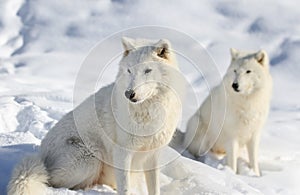 White wolve in snow