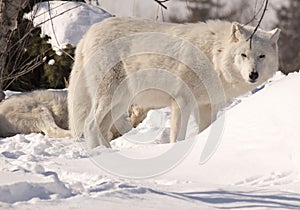 White Wolves in Snow