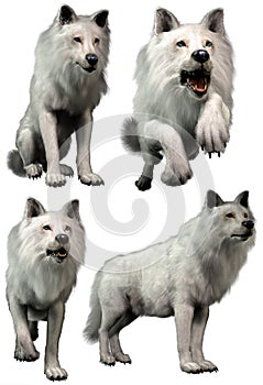 White wolves in various poses 3D renders