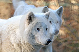 White wolves