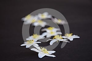 White wood anemone blossoms on black background