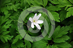White wood anemone flowers, or Anemone nemorosa, in the forest