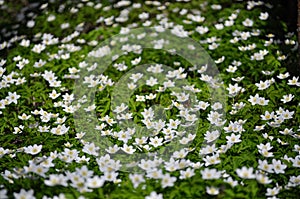 White wood anemone flowers. Anemone nemorosa, Ranunculaceae family. Common names include wood anemone, windflower