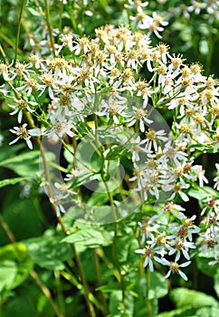 White wood aster (Eurybia divaricata)