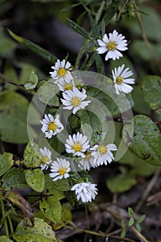 White Wood Aster Wildflowers - Eurybia divaricata