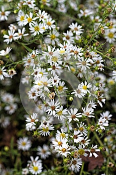 White Wood Aster Wildflowers - Eurybia divaricata