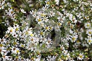 White Wood Aster Wildflowers - Eurybia divaricata