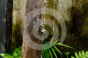 White wood fungus on high moisture and high humidity wooden surface. White mold like powdery fungus of fungal species on tree