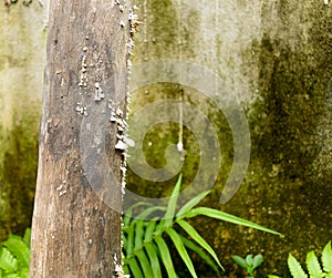 White wood fungus on high moisture and high humidity wooden surface. White mold like powdery fungus of fungal species on tree