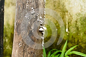 White wood fungus on high moisture and high humidity wooden surface. White mold like powdery fungus of fungal species on tree