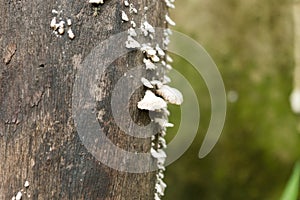 White wood fungus on high moisture and high humidity wooden surface. White mold like powdery fungus of fungal species on tree