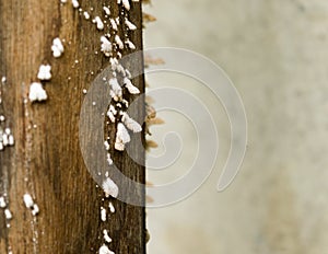 White wood fungus on high moisture and high humidity wooden surface. White mold like powdery fungus of fungal species on tree