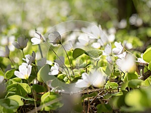 White Wood-sorrel flowers in forest