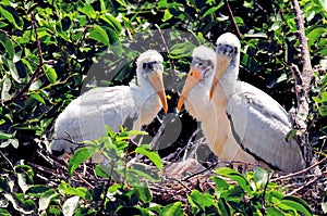 White wood stork babies in nest in wetlands
