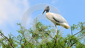 White Wood stork bird on tree in wetlands