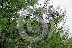 White Wood stork birds in tree in wetlands