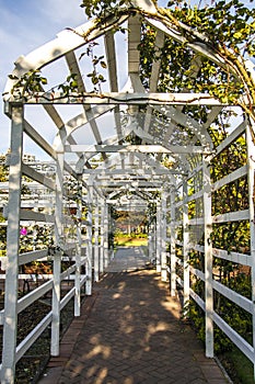 White Wood Trellis in Rose Garden