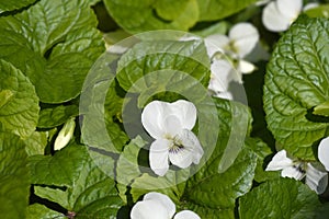 White wood violet