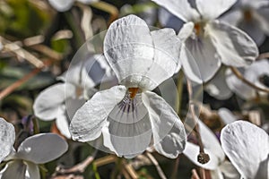 White Wood Violet flower
