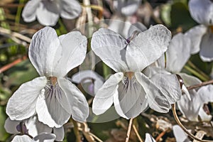 White Wood Violet flower