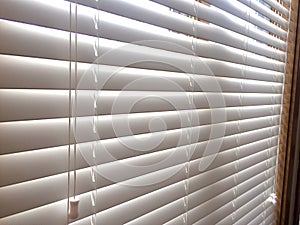 White Wood window blinds