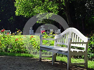 White wooden bench in the garden