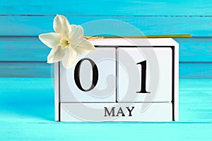 White wooden calendar with the text: May 1. White flowers of daffodils on a blue wooden table. Labor Day and Spring.