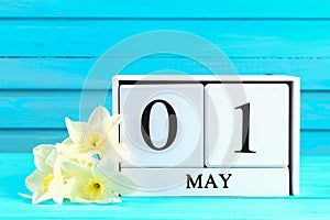 White wooden calendar with the text: May 1. White flowers of daffodils on a blue wooden table. Labor Day and Spring.