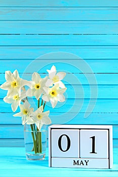 White wooden calendar with the text: May 1. White flowers of daffodils on a blue wooden table. Labor Day and Spring.