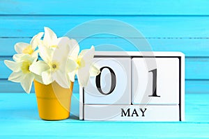 White wooden calendar with the text: May 1. White flowers of daffodils on a blue wooden table. Labor Day and Spring.