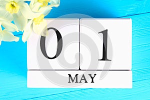 White wooden calendar with the text: May 1. White flowers of daffodils on a blue wooden table. Labor Day and Spring.