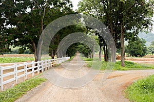 White wooden fence around the ranch and country road with tree