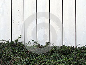 White wooden fence with green leaf bush