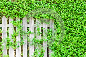 White wooden fence overgrown with green leaves