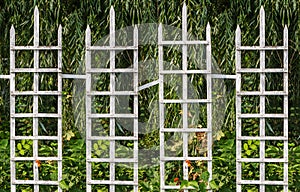 White wooden fence from planks for climbing plants next to a willow in the garden in summer