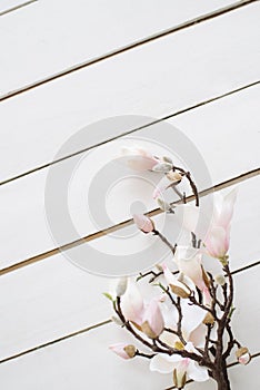 White wooden floor. Wooden background. A branch with buds and pink buds of cherry, sakura or peach