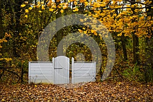 White Wooden Gate, Fall Forest, Yellow Leaves