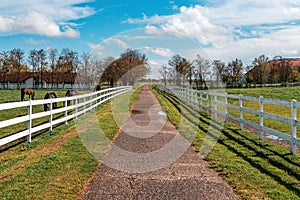 White wooden horse paddock fence on equestrian farm. Group of animals grazing on fresh spring grass