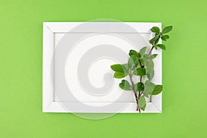 white wooden photo frame and branch with leaves on isolated green background